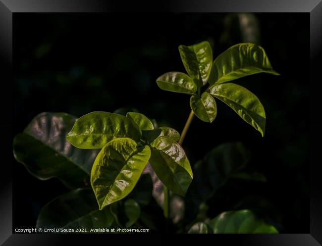 Green leaves catch the summer light Framed Print by Errol D'Souza