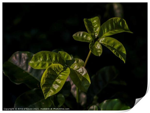 Green leaves catch the summer light Print by Errol D'Souza