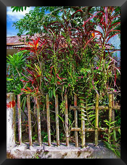 Plants in a Yard Framed Print by Mark Sellers