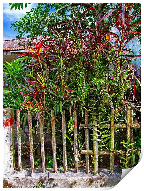 Plants in a Yard Print by Mark Sellers