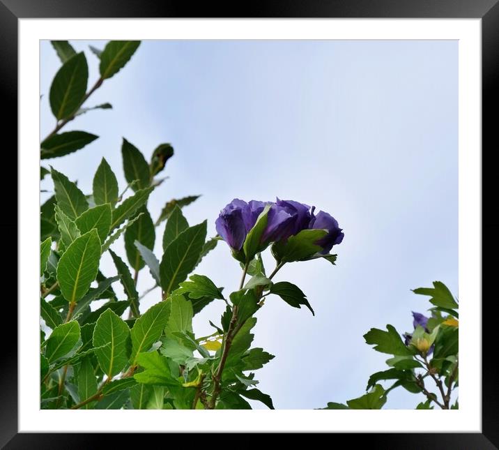 Blue Hibiscus in bloom Framed Mounted Print by Roy Hinchliffe