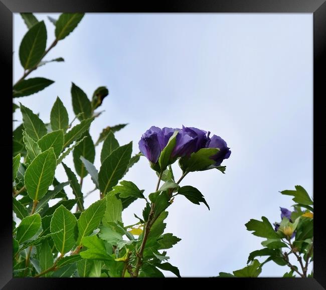 Blue Hibiscus in bloom Framed Print by Roy Hinchliffe