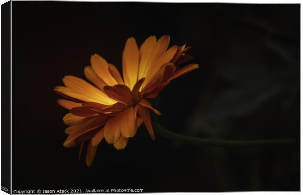 A close up of a flower Canvas Print by Jason Atack