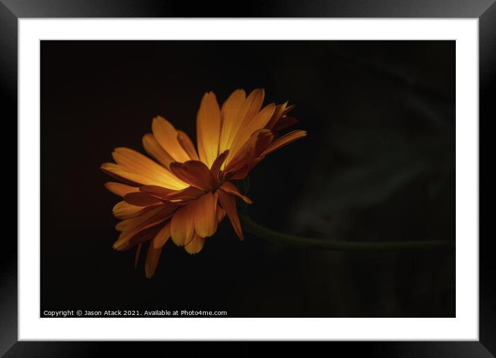 A close up of a flower Framed Mounted Print by Jason Atack