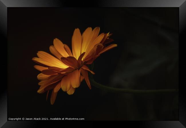 A close up of a flower Framed Print by Jason Atack