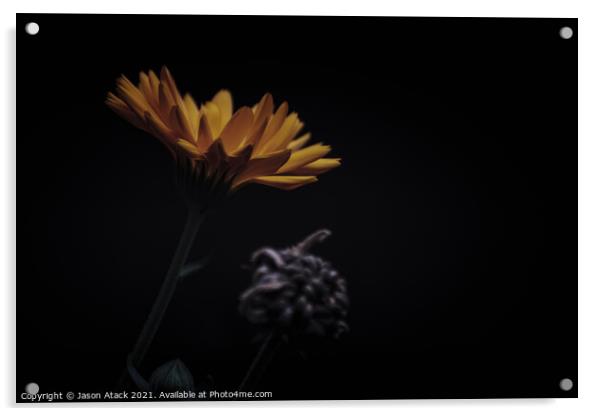 Low Key Flower Acrylic by Jason Atack