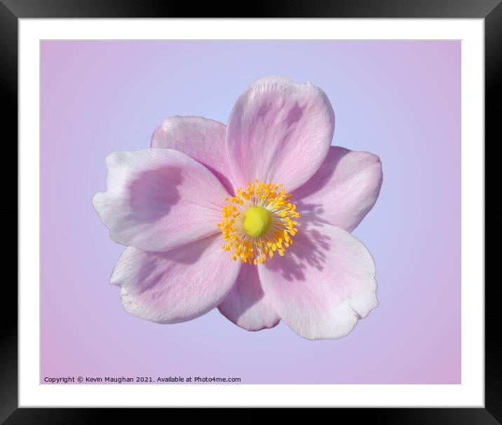 Beauty in Pink Framed Mounted Print by Kevin Maughan