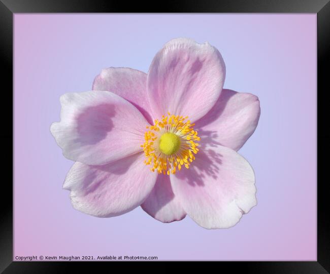 Beauty in Pink Framed Print by Kevin Maughan