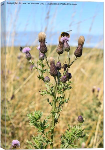 Summer Thistle with a guest Canvas Print by Heather McGow