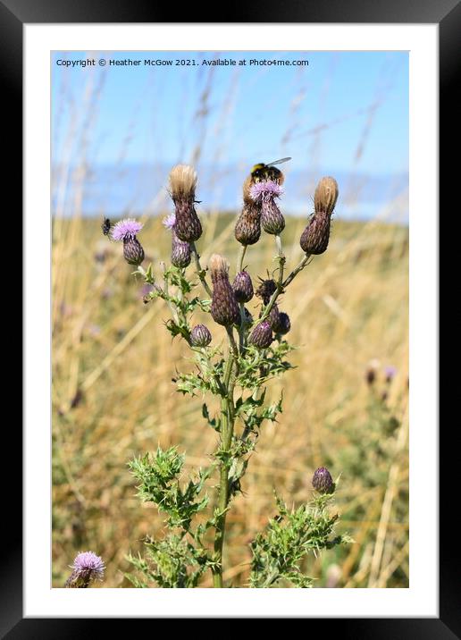 Summer Thistle with a guest Framed Mounted Print by Heather McGow