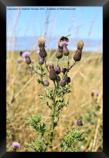 Summer Thistle with a guest Framed Print by Heather McGow