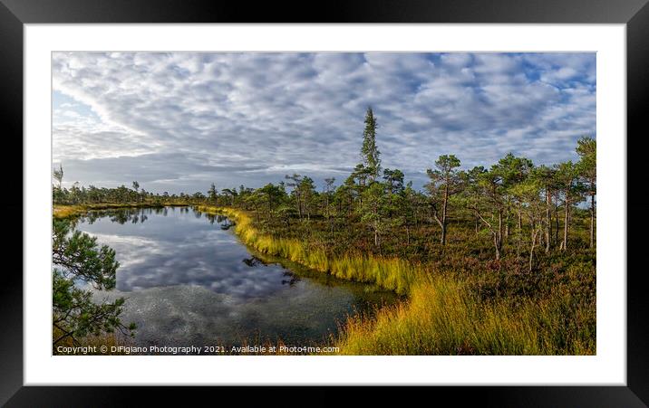 Kemeri Bog Framed Mounted Print by DiFigiano Photography