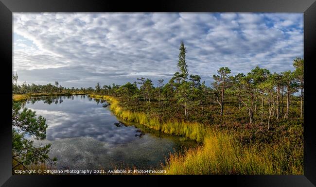 Kemeri Bog Framed Print by DiFigiano Photography