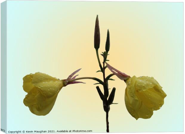 Evening Primrose Flower Canvas Print by Kevin Maughan