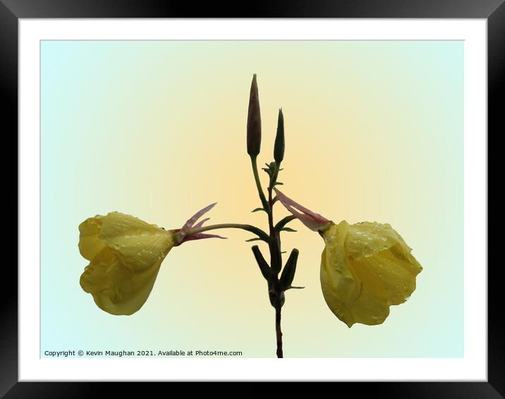 Evening Primrose Flower Framed Mounted Print by Kevin Maughan
