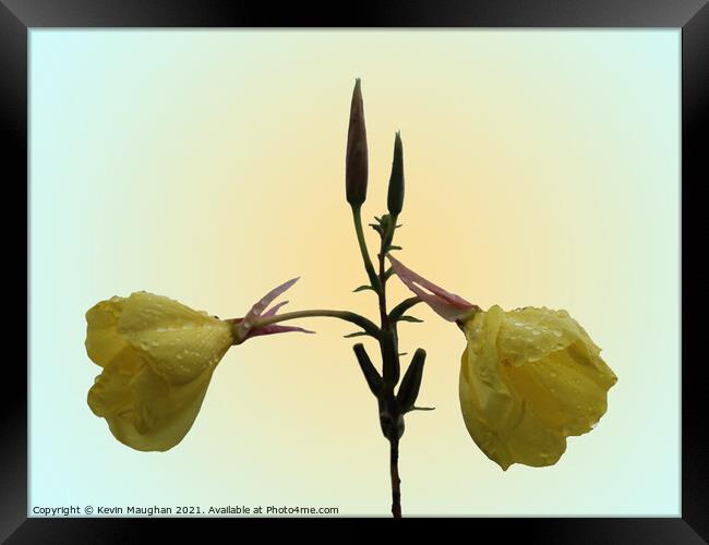 Evening Primrose Flower Framed Print by Kevin Maughan