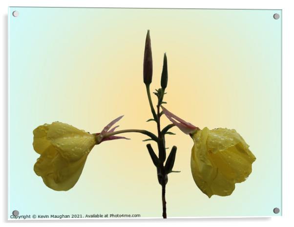 Evening Primrose Flower Acrylic by Kevin Maughan