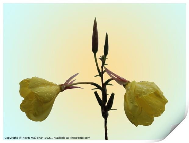 Evening Primrose Flower Print by Kevin Maughan