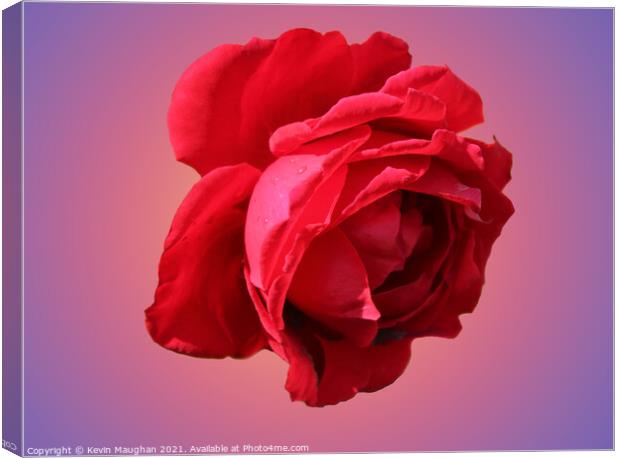 A Romantic Red Rose Canvas Print by Kevin Maughan