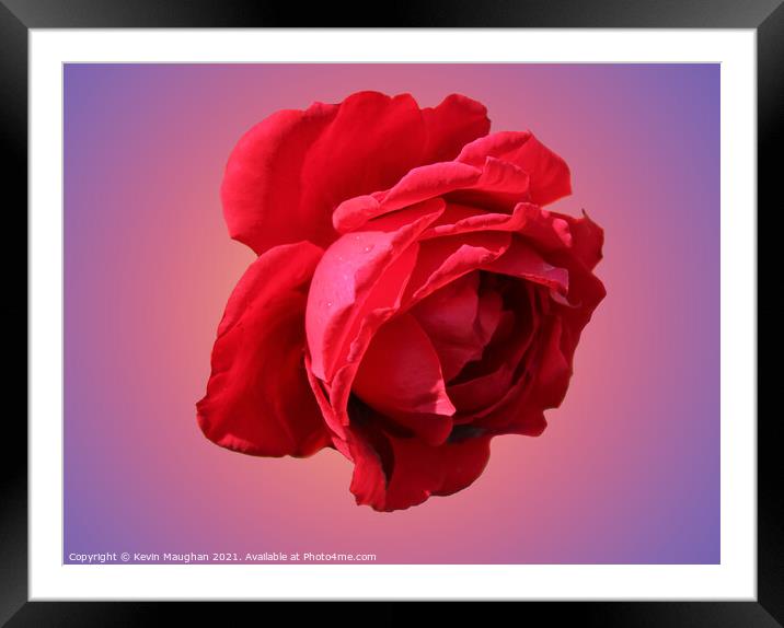 A Romantic Red Rose Framed Mounted Print by Kevin Maughan
