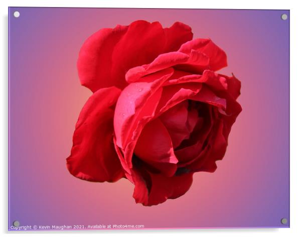 A Romantic Red Rose Acrylic by Kevin Maughan