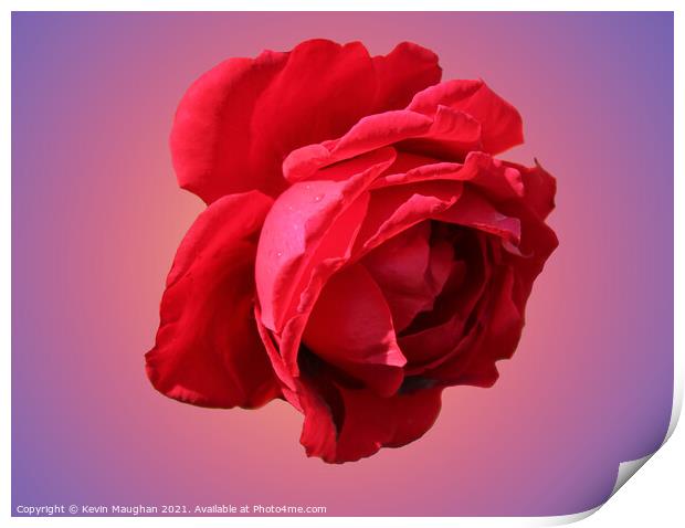 A Romantic Red Rose Print by Kevin Maughan