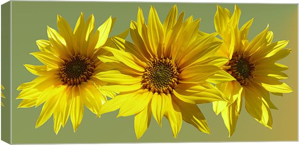 Sunflower medley Canvas Print by Valerie Anne Kelly