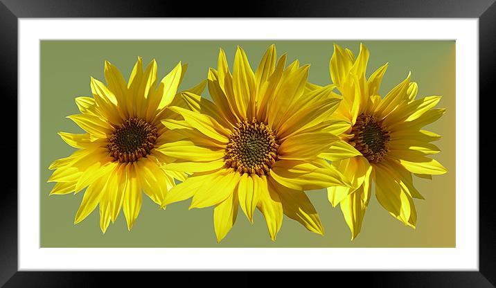 Sunflower medley Framed Mounted Print by Valerie Anne Kelly