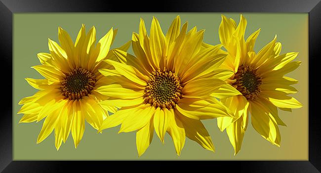 Sunflower medley Framed Print by Valerie Anne Kelly