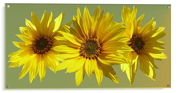 Sunflower medley Acrylic by Valerie Anne Kelly
