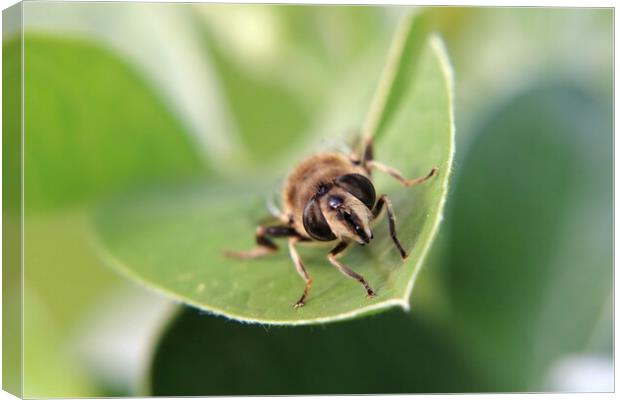 Common Drone Fly Canvas Print by Susan Snow