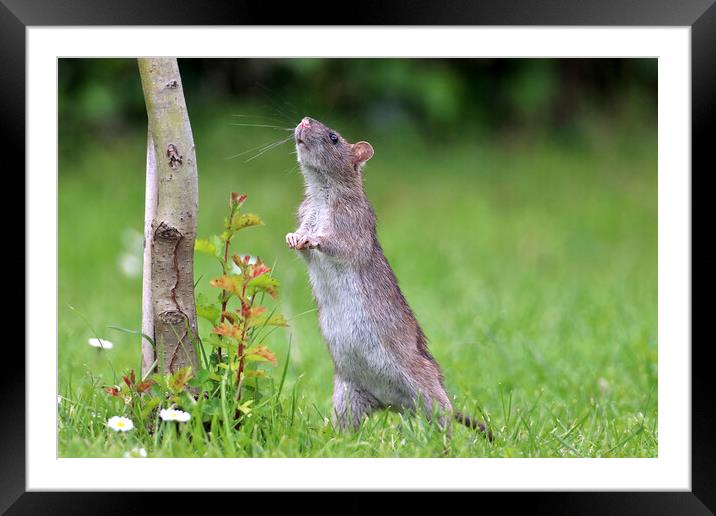 Cute Rat Framed Mounted Print by Susan Snow