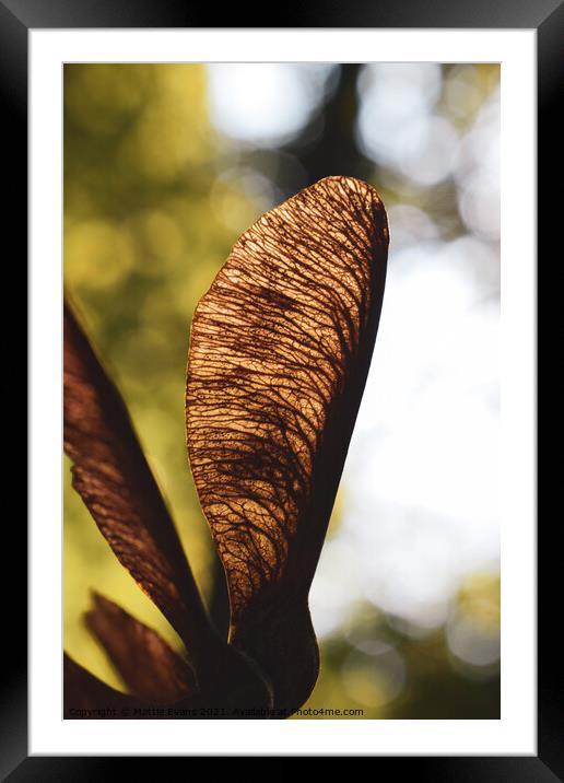 Sycamore Samara Framed Mounted Print by Mattie Evans