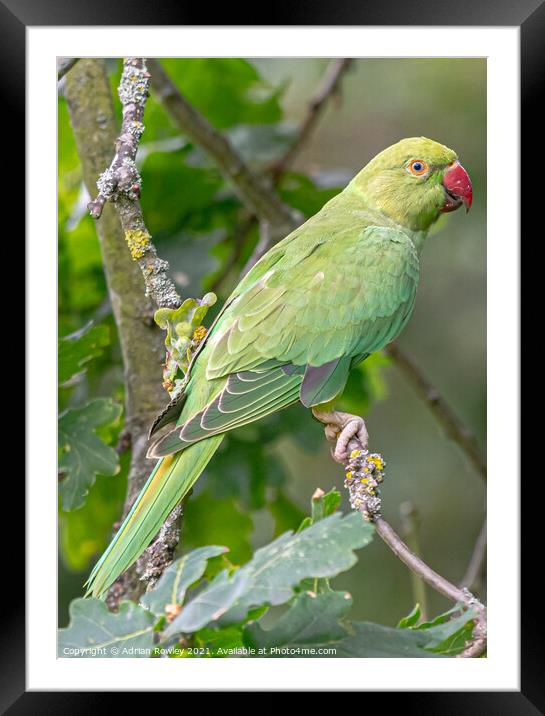 Parakeet Portrait Framed Mounted Print by Adrian Rowley