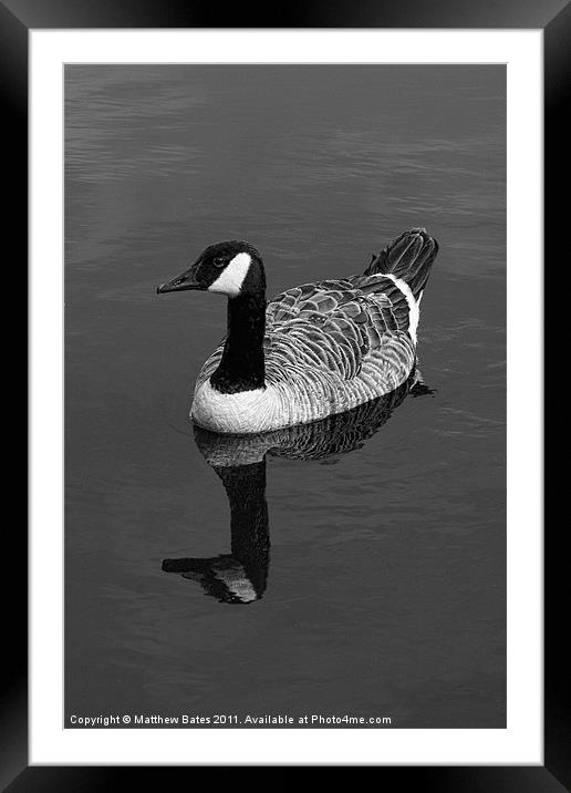 Canada Goose Framed Mounted Print by Matthew Bates