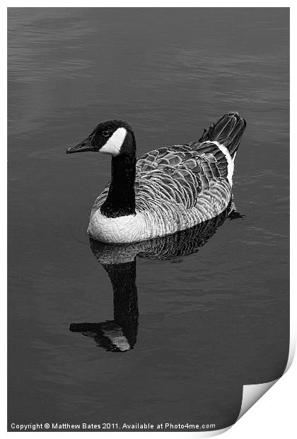 Canada Goose Print by Matthew Bates