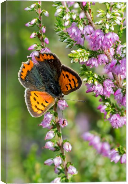 Small Copper Butterfly Canvas Print by Arterra 