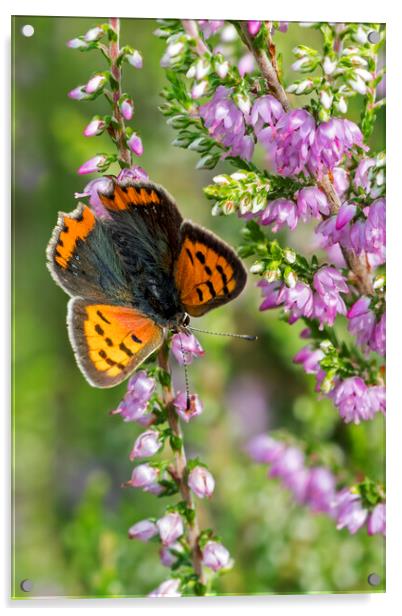 Small Copper Butterfly Acrylic by Arterra 