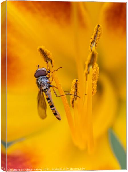 Macro shot of a hoverfly feeding on pollen from an orange lily Canvas Print by Adrian Rowley