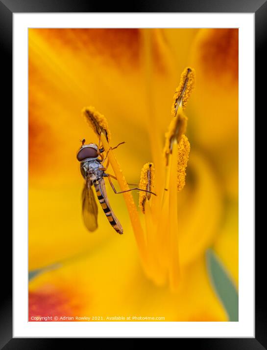 Macro shot of a hoverfly feeding on pollen from an orange lily Framed Mounted Print by Adrian Rowley