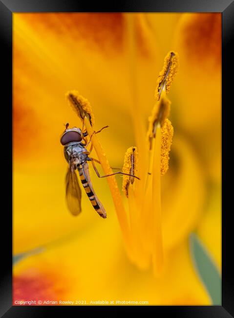 Macro shot of a hoverfly feeding on pollen from an orange lily Framed Print by Adrian Rowley