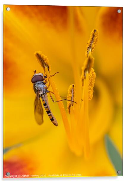 Macro shot of a hoverfly feeding on pollen from an orange lily Acrylic by Adrian Rowley