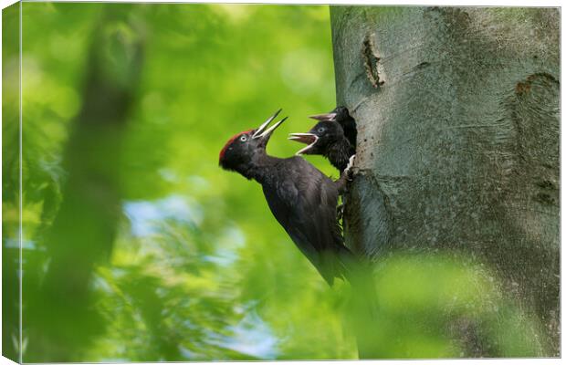 Black Woodpecker Feeding Chicks Canvas Print by Arterra 