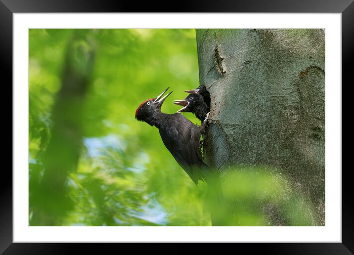 Black Woodpecker Feeding Chicks Framed Mounted Print by Arterra 