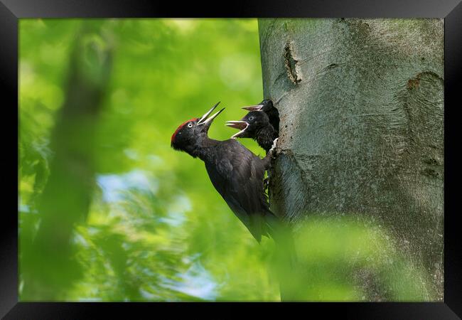 Black Woodpecker Feeding Chicks Framed Print by Arterra 
