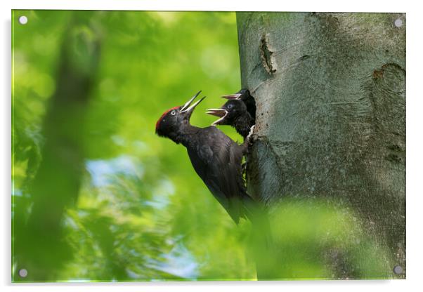 Black Woodpecker Feeding Chicks Acrylic by Arterra 