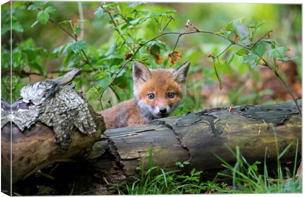Curious Red Fox Cub in Woodland Canvas Print by Arterra 