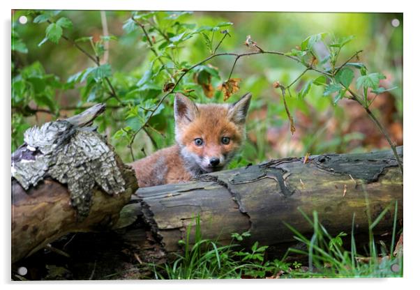Curious Red Fox Cub in Woodland Acrylic by Arterra 