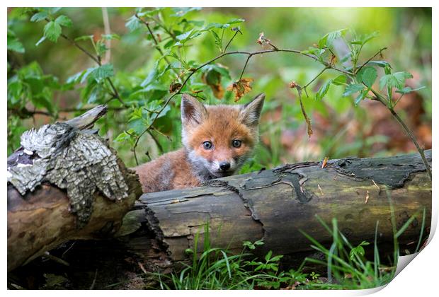 Curious Red Fox Cub in Woodland Print by Arterra 