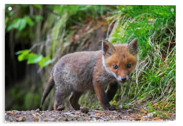Red Fox Cub at Den in Woodland Acrylic by Arterra 